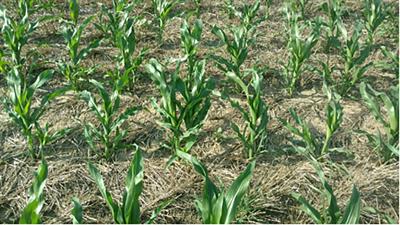 Predicting corn tiller development in restrictive environments can be achieved to enhance defensive management decision tools for producers